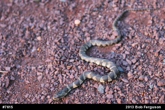 Northern Watersnake