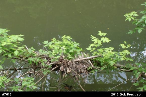 Northern Watersnake