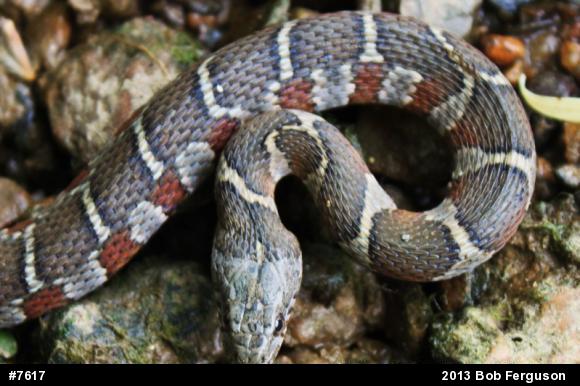 Northern Watersnake