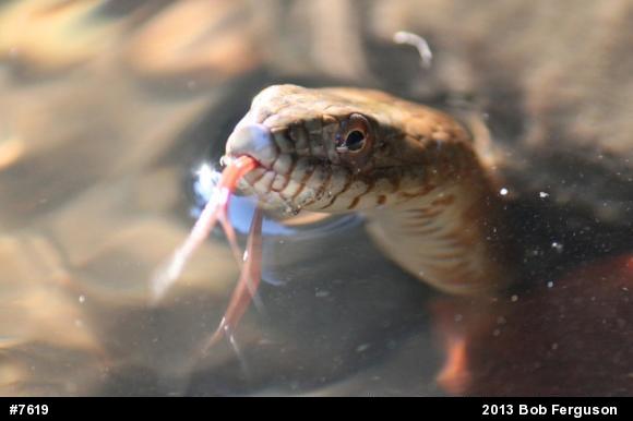 Northern Watersnake