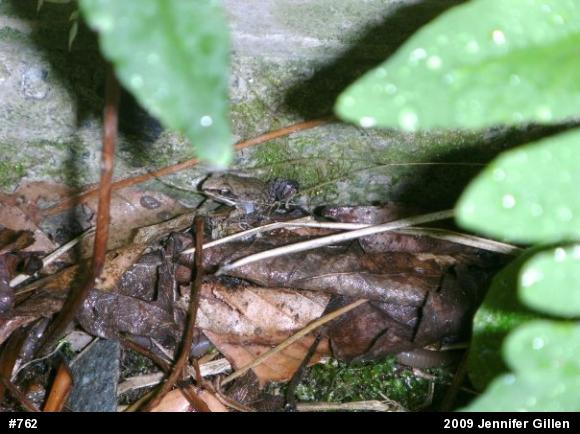 Wood Frog
