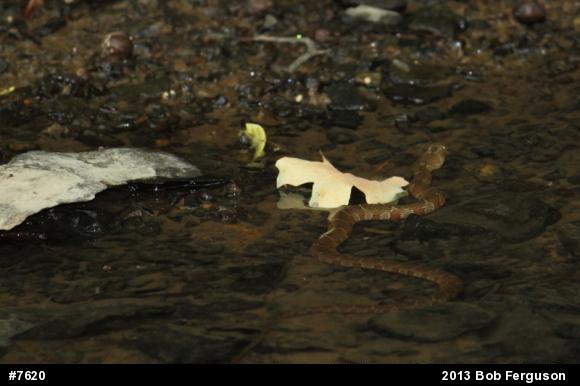 Northern Watersnake
