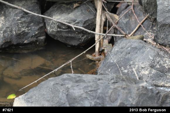 Northern Watersnake