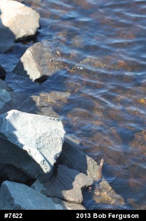 Northern Watersnake