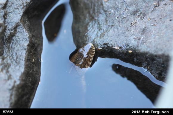 Northern Watersnake