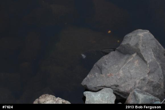 Northern Watersnake
