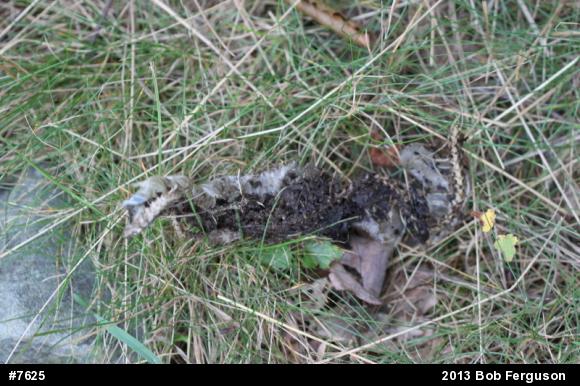 Northern Watersnake