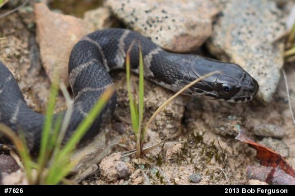 Northern Watersnake