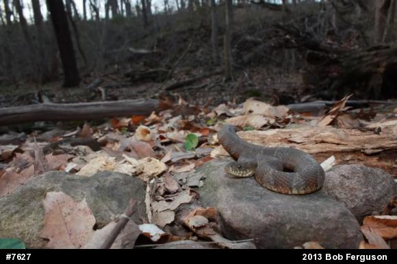 Northern Watersnake