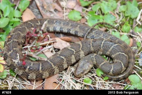 Northern Watersnake