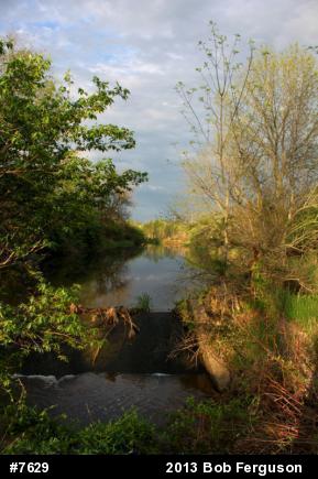 Northern Watersnake