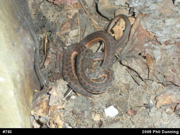 Eastern Gartersnake