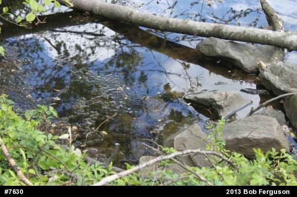 Northern Watersnake