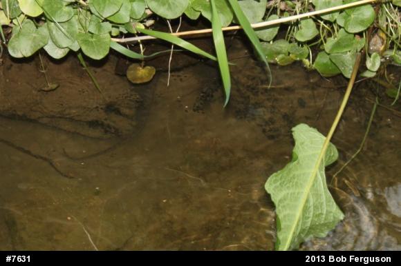 Northern Watersnake