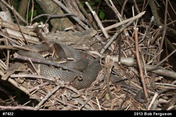 Northern Watersnake