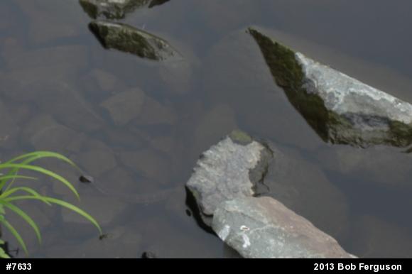 Northern Watersnake
