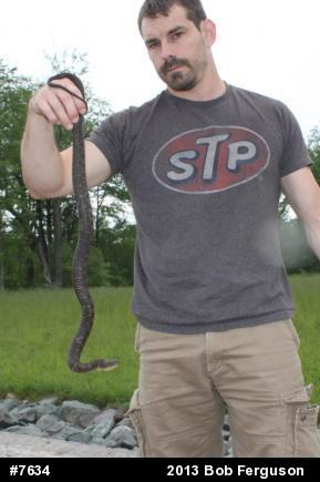 Northern Watersnake