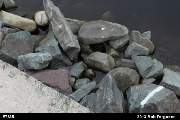 Northern Watersnake