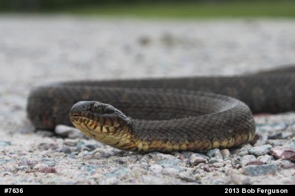 Northern Watersnake