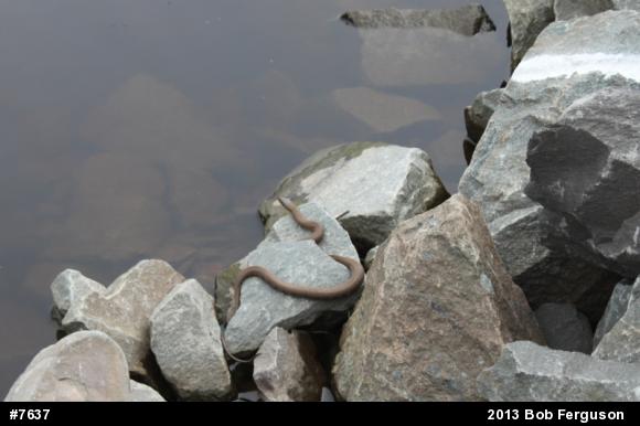 Northern Watersnake
