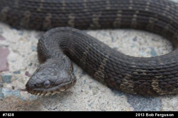Northern Watersnake