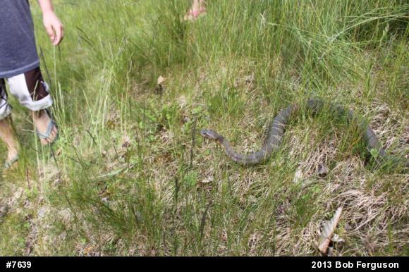 Northern Watersnake