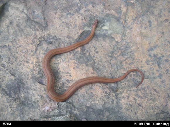Red-bellied Snake