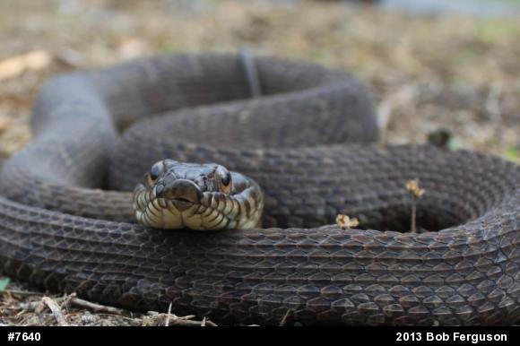 Northern Watersnake