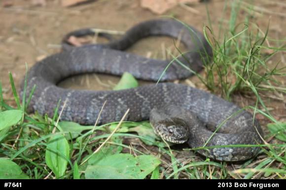 Northern Watersnake