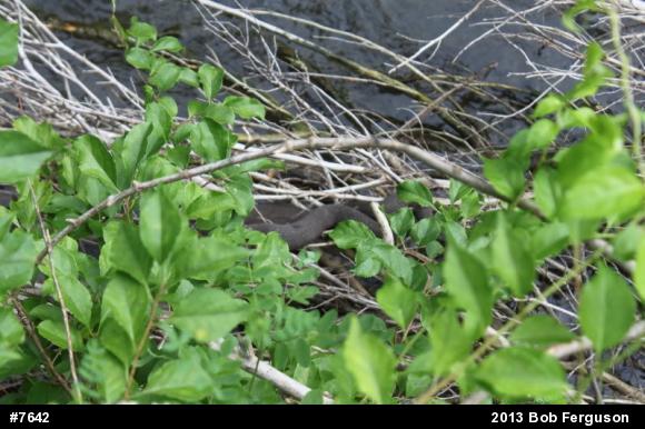 Northern Watersnake