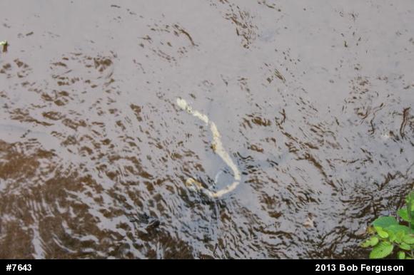 Northern Watersnake