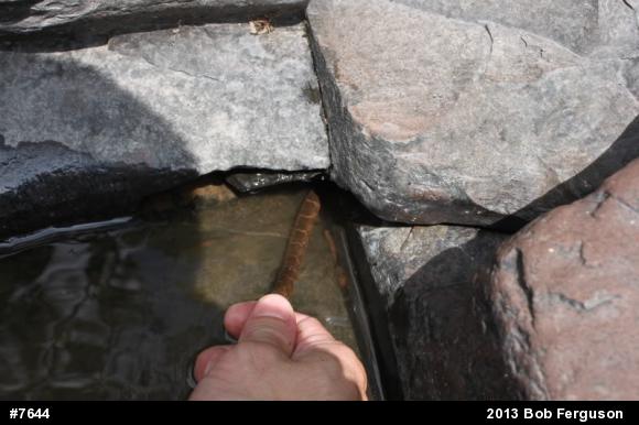 Northern Watersnake