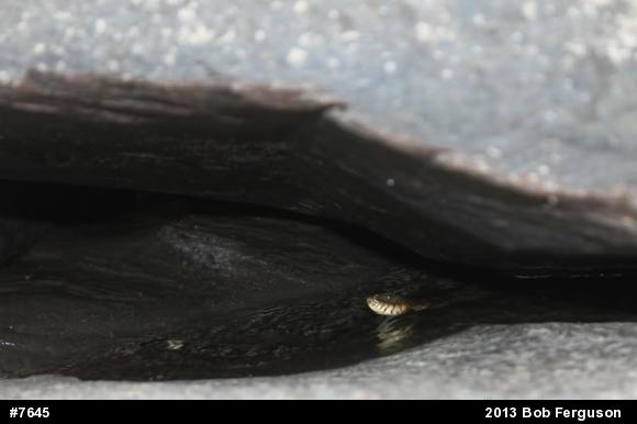 Northern Watersnake