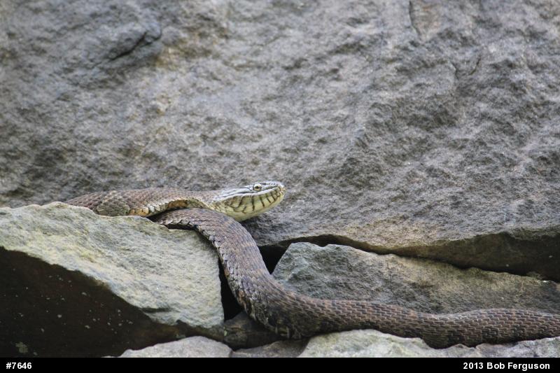 Northern Watersnake