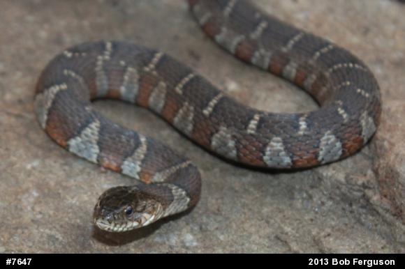 Northern Watersnake