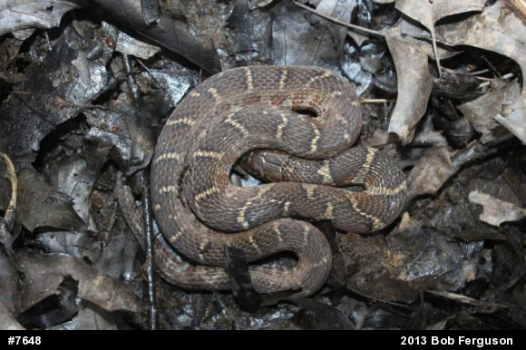 Northern Watersnake