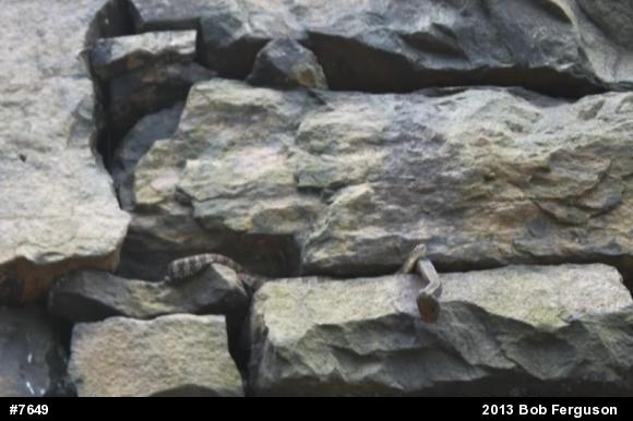 Northern Watersnake