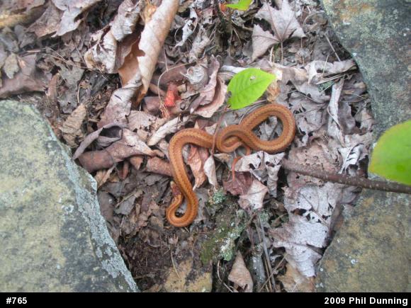 Red-bellied Snake