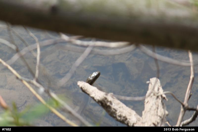 Northern Watersnake