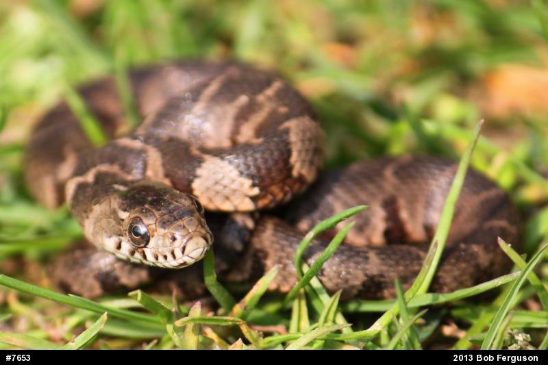 Northern Watersnake