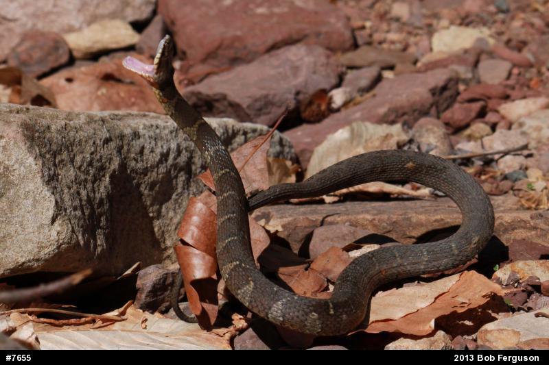 Northern Watersnake