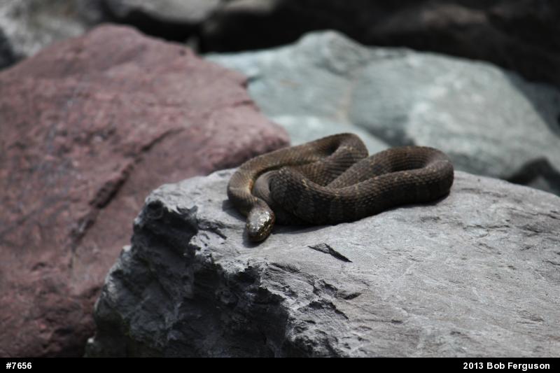 Northern Watersnake