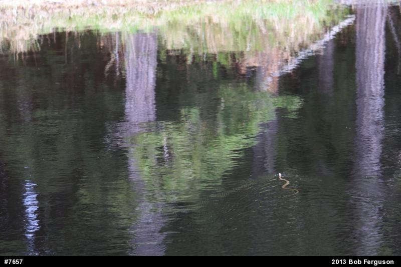 Northern Watersnake