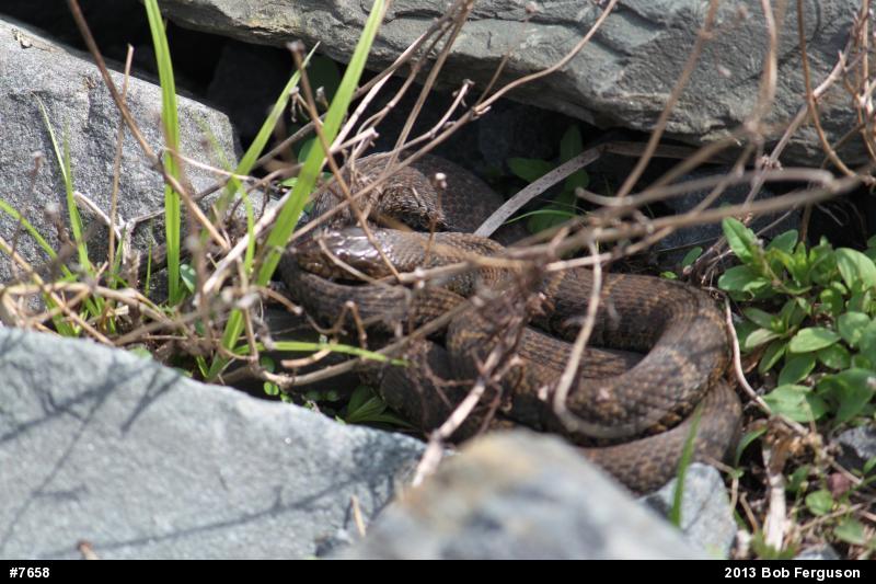 Northern Watersnake