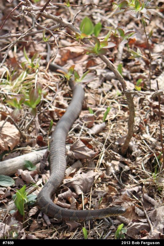 Northern Watersnake
