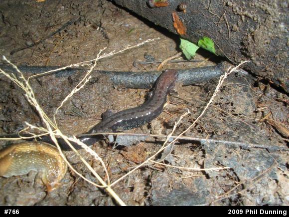 Allegheny Mountain Dusky Salamander