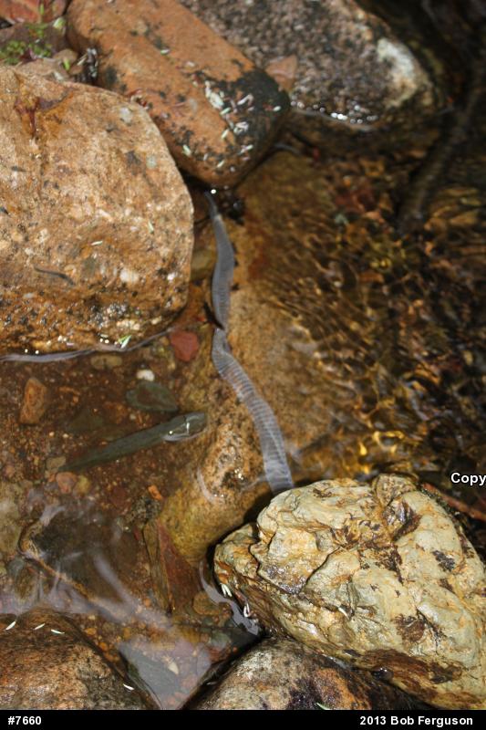 Northern Watersnake