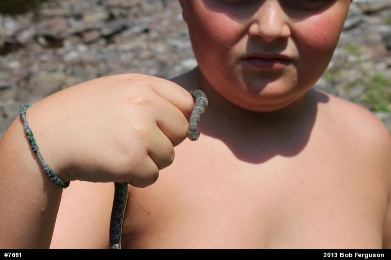 Northern Watersnake