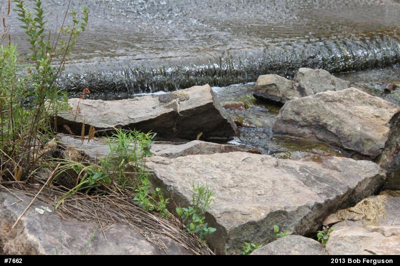 Northern Watersnake