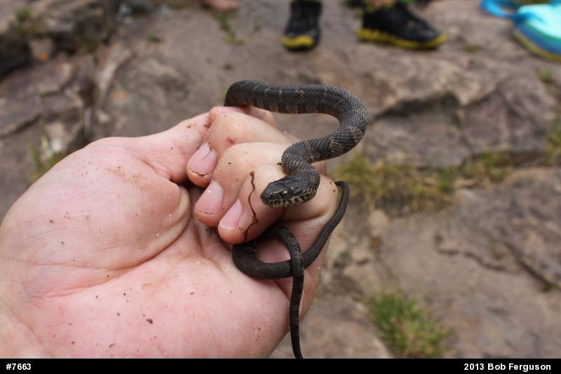 Northern Watersnake